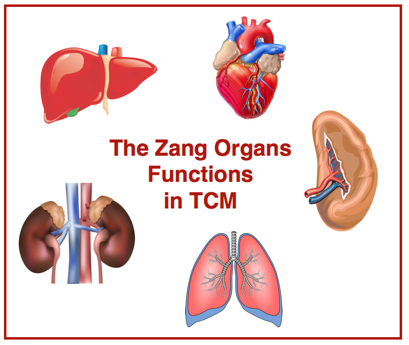The-Zang-organs-functions-in-TCM