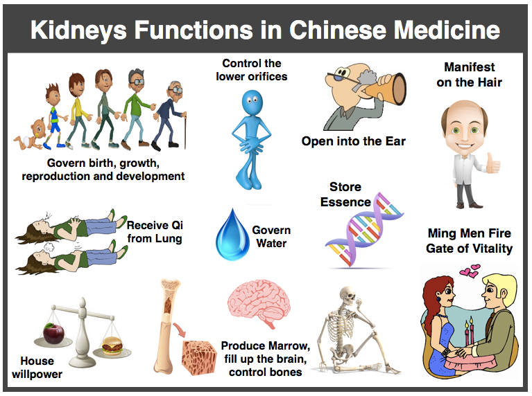 TCM-Kidney-functions